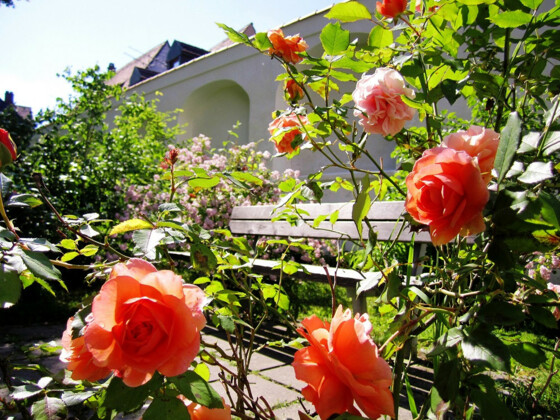 Bank neben dem Rosenbeet im Amtsgerichtsgarten in Freising