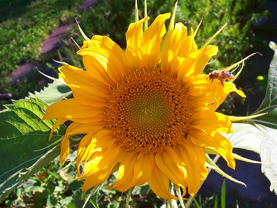 Sonnenblume