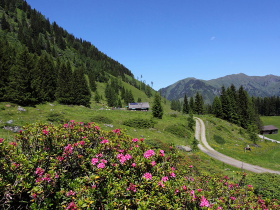 Hirschgrubenalm