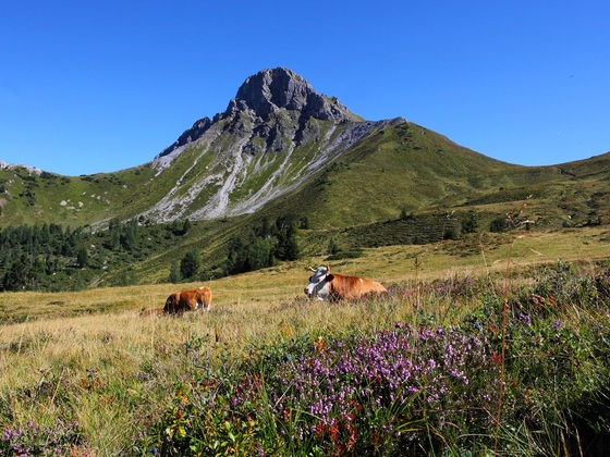 Blick auf den Draugstein