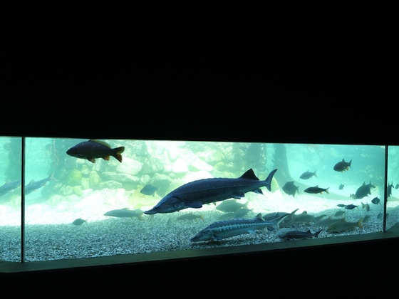 Gro\u00dfaquarium