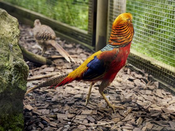 Tiererlebnispfad Vogel/Huhn