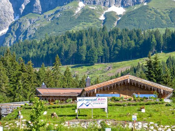 Scheppalalm Sommer