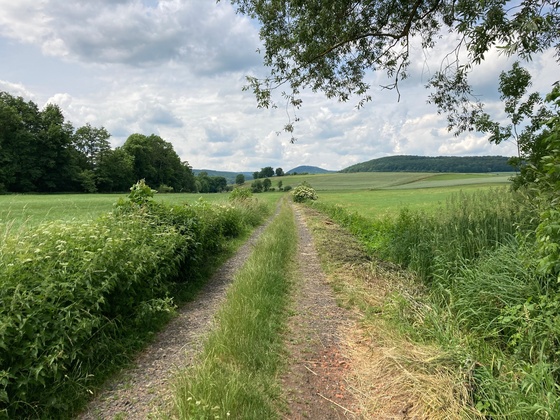 Schmetterlinge und Hundsrücken, Rhön-Rundweg 8 Oberelsbach_1