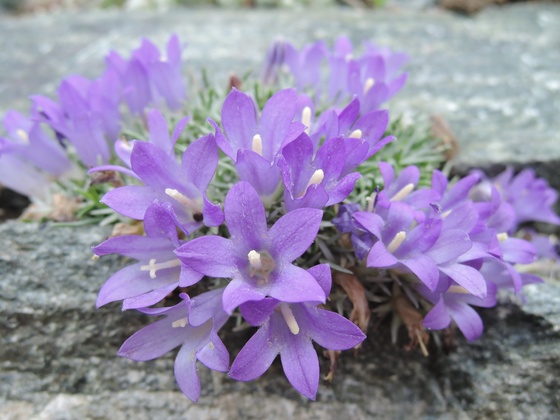 Felsspaltengarten
