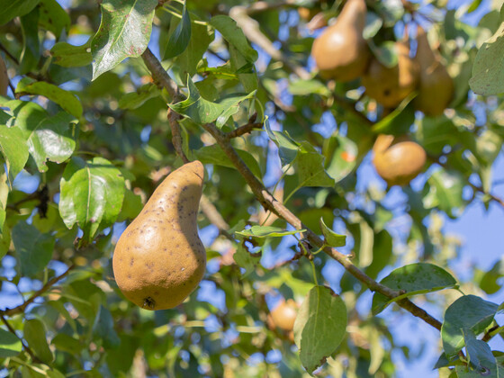 Boscs Flaschenbirne