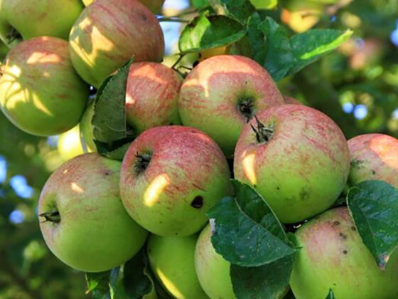 Rheinischer Bohnapfel