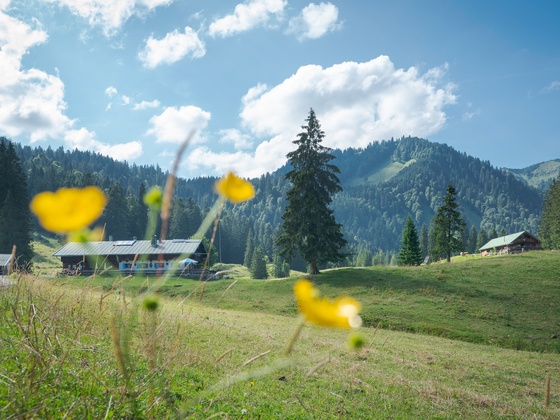 Die Schwarzentenn-Alm