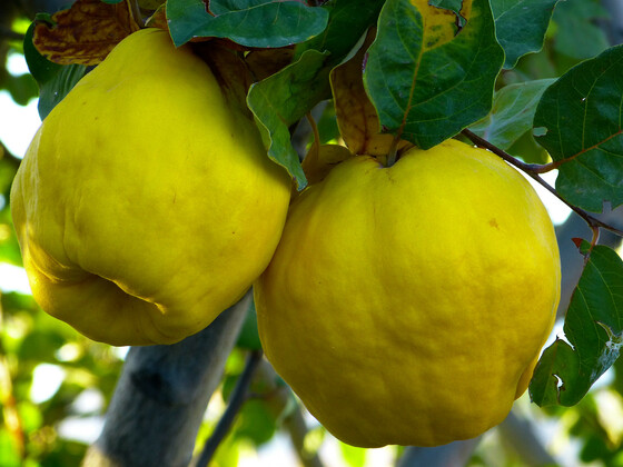 Quitte Cydora Robusta