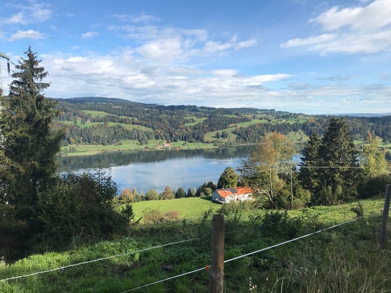 Blick auf den Alpsee