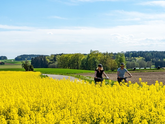 Auf dem Bockerlbahn Radweg bei Kleinmünchen