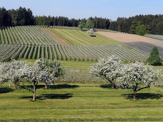 Blühende Streuobstwiese