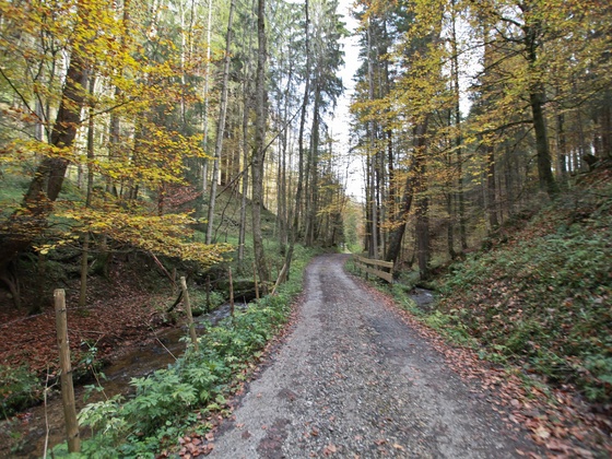Waldabschnitt