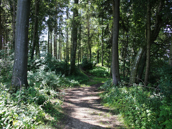 Waldweg