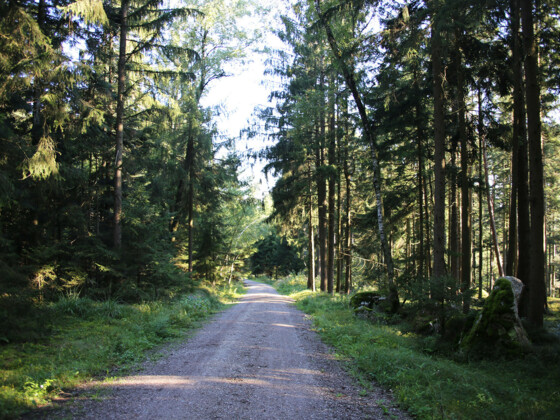 Schöner Waldweg