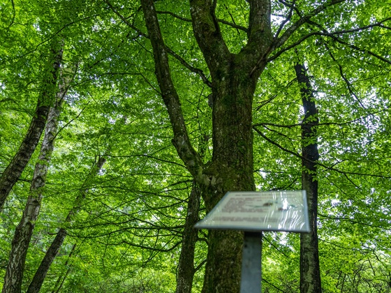 GehölzErlebnisPfad am Germeringer See