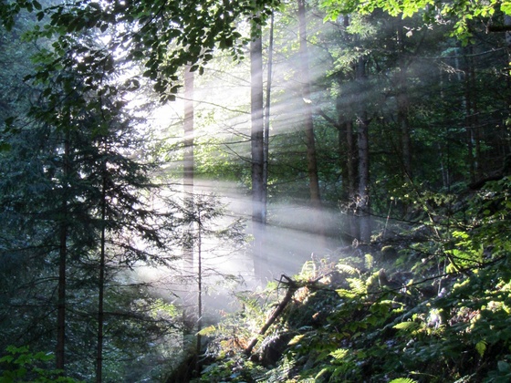 Sonnenspiegelung im dunstigen Wald in Regitt. Z26