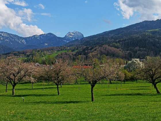 Blühende Obstbäume vor dem Wendelstein