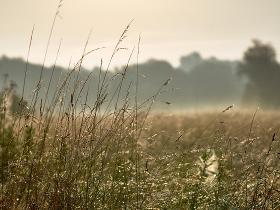 Moorlandschaft in Bad Gögging