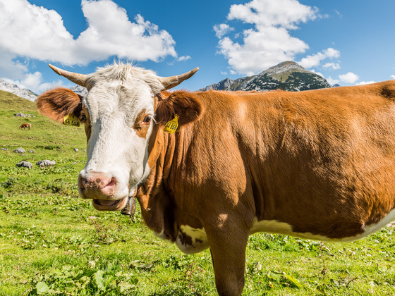 Kuh auf der Kallbrunalm