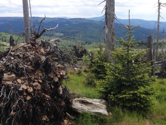 Windwurf-Erlebnisweg