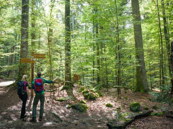 Urwaldgebiet Mittelsteighütte