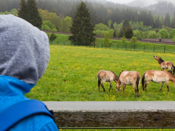 Tier-Freigelände im Nationalparkzentrum Falkenstein