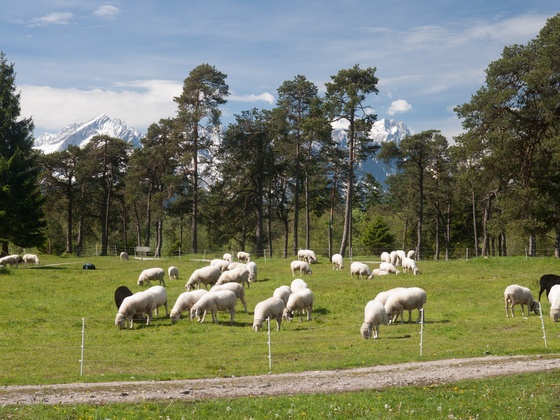 Kuhflucht-Rundweg