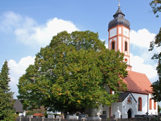 Edigna-Linde