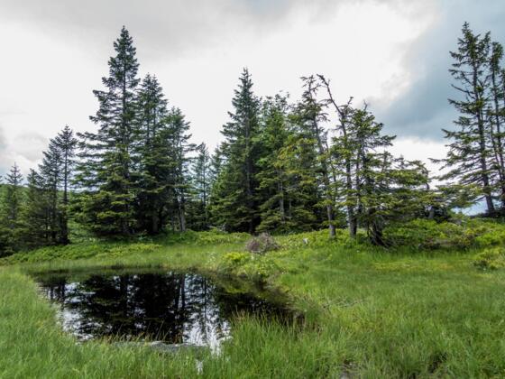 Niedere, Häfenalpgebiet