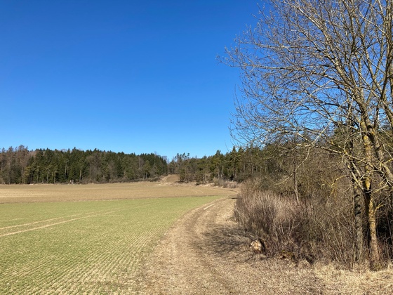 Richtung Mirsdorfer Kuppe