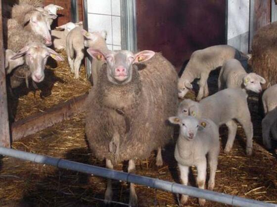 Moser Karl und Monika - „Maurer in der Edt“