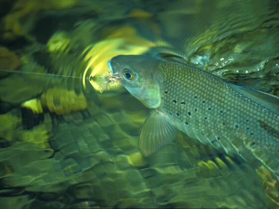 Fischen