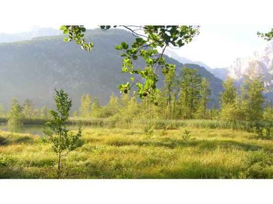 Almsee Umgebung