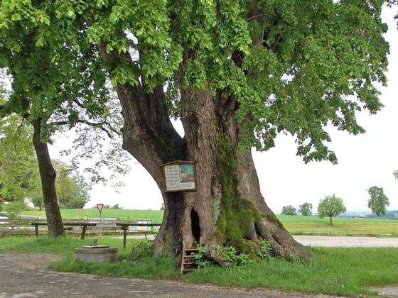 Tausendjährige Linde