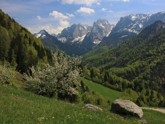 Frühling im Kaisertal, hinten die verschneite Nordseite des Wilden Kaisers