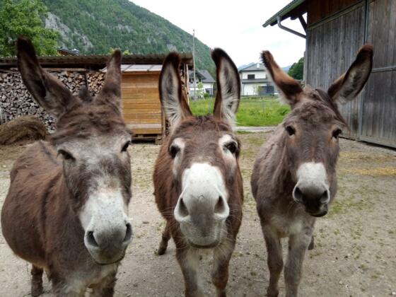 Eselfamilie