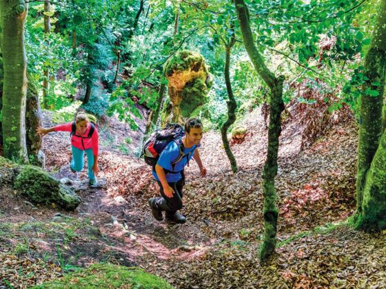 Der Weg liegt im Naturwaldreservat Beixenhart – ein Urwald, der sich weitgehend selbst überlassen wird.