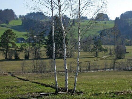 Streuwiese