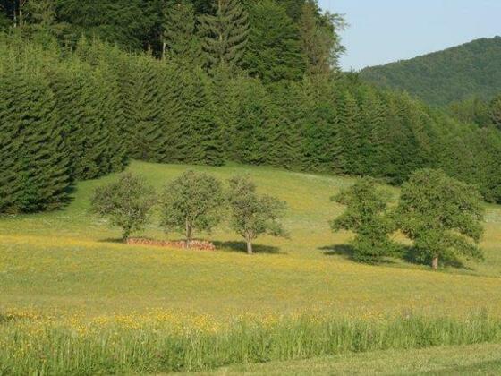 Birnbäume