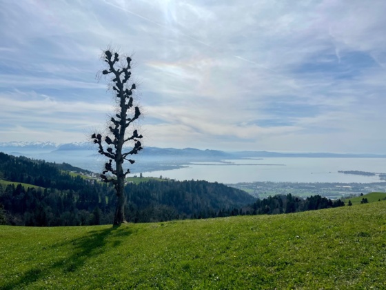 Traumblick zum See