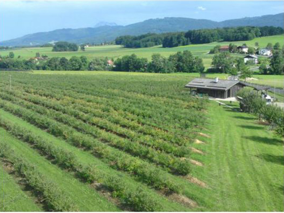 Lohningers Heidelbeergarten