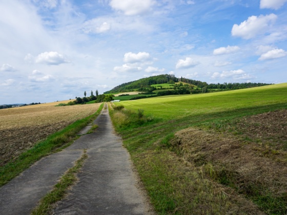 Wir wandern zwischen Ackerflächen mit Blick auf den Fechheimer Berg.