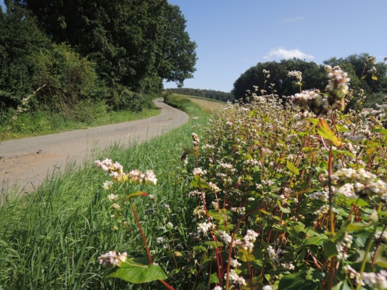 Der geteerte Weg führt uns in Richtung Oberfüllbach.