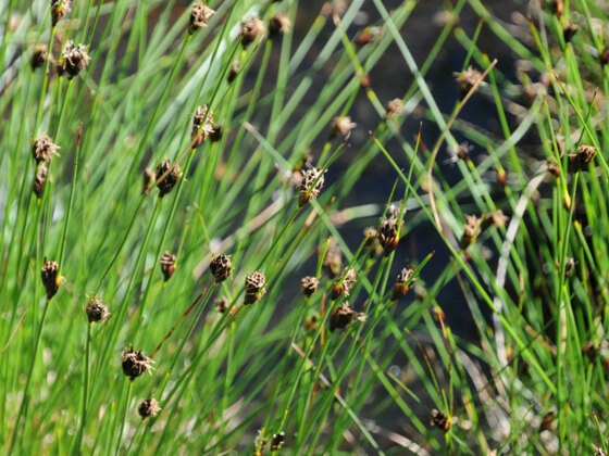 2021_SchwarzKopfbinseReinthalerMoos