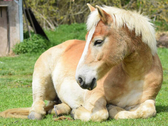 Haflinger