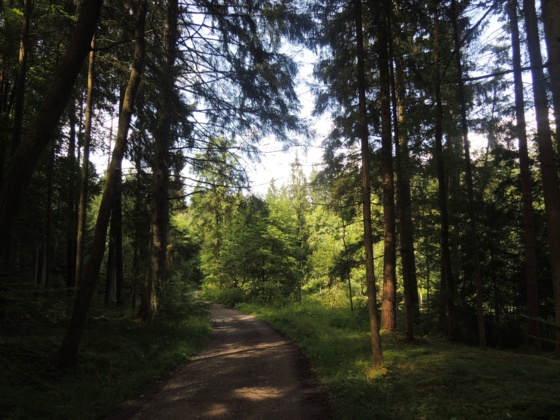 Wir wandern durch den Wald im Naherholungsgebiet Ebersdorf.