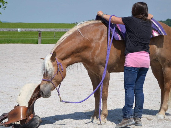 MM Horsemanship, Steinbach