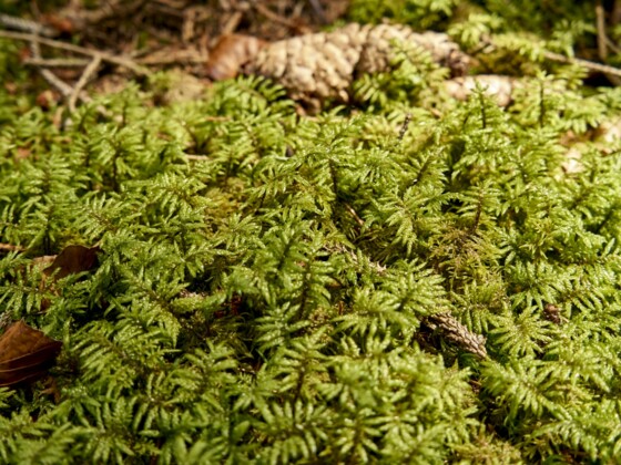 Unterwegs im Wald