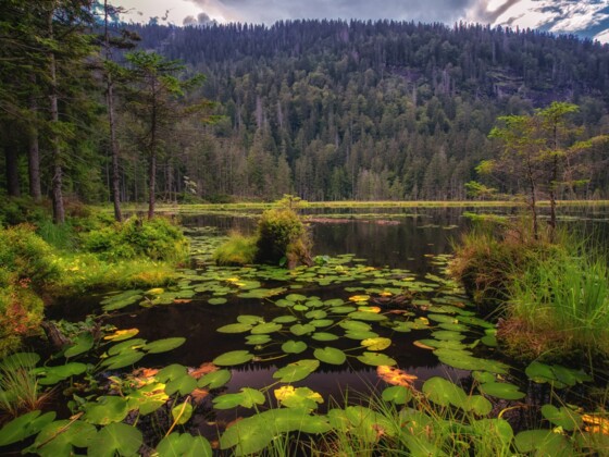 Großer Arbersee